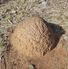 Nasutitermes exitiosus (Snouted termite, Gluegun termite) at Ainslie, ACT - 7 Jun 2024 by AaronClausen