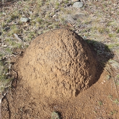 Nasutitermes exitiosus (Snouted termite, Gluegun termite) at Ainslie, ACT - 7 Jun 2024 by AaronClausen