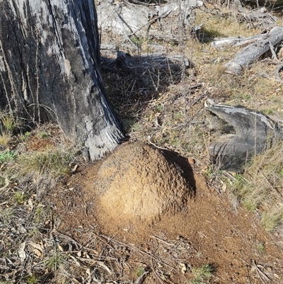 Nasutitermes exitiosus (Snouted termite, Gluegun termite) at Ainslie, ACT - 7 Jun 2024 by AaronClausen