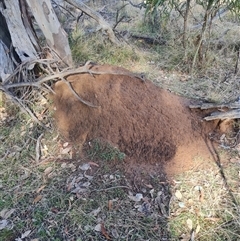 Nasutitermes exitiosus (Snouted termite, Gluegun termite) at Ainslie, ACT - 7 Jun 2024 by AaronClausen