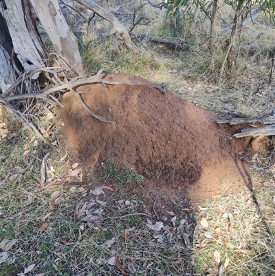 Nasutitermes exitiosus (Snouted termite, Gluegun termite) at Ainslie, ACT - 7 Jun 2024 by AaronClausen