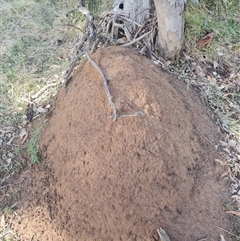 Nasutitermes exitiosus at Ainslie, ACT - 7 Jun 2024