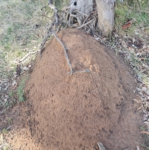 Nasutitermes exitiosus at Ainslie, ACT - 7 Jun 2024