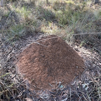 Nasutitermes exitiosus (Snouted termite, Gluegun termite) at Bruce, ACT - 7 Jun 2024 by AaronClausen