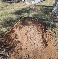 Nasutitermes exitiosus (Snouted termite, Gluegun termite) at Ainslie, ACT - 7 Jun 2024 by AaronClausen