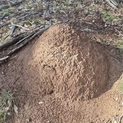 Nasutitermes exitiosus (Snouted termite, Gluegun termite) at Ainslie, ACT - 7 Jun 2024 by AaronClausen