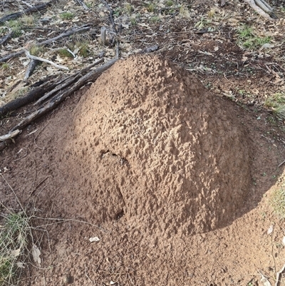 Nasutitermes exitiosus (Snouted termite, Gluegun termite) at Ainslie, ACT - 7 Jun 2024 by AaronClausen