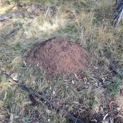 Nasutitermes exitiosus (Snouted termite, Gluegun termite) at Ainslie, ACT - 7 Jun 2024 by AaronClausen