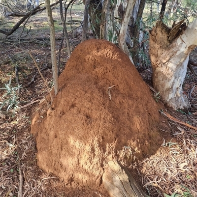 Nasutitermes exitiosus (Snouted termite, Gluegun termite) at Ainslie, ACT - 7 Jun 2024 by AaronClausen