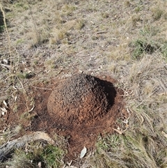 Nasutitermes exitiosus (Snouted termite, Gluegun termite) at Ainslie, ACT - 7 Jun 2024 by AaronClausen