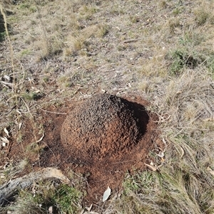 Nasutitermes exitiosus at Ainslie, ACT - 7 Jun 2024