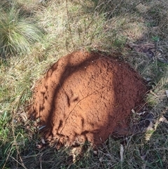 Nasutitermes exitiosus (Snouted termite, Gluegun termite) at Ainslie, ACT - 7 Jun 2024 by AaronClausen