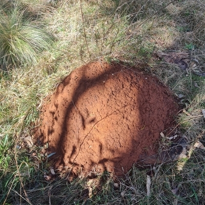 Nasutitermes exitiosus (Snouted termite, Gluegun termite) at Ainslie, ACT - 7 Jun 2024 by AaronClausen