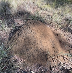 Nasutitermes exitiosus (Snouted termite, Gluegun termite) at Bruce, ACT - 7 Jun 2024 by AaronClausen