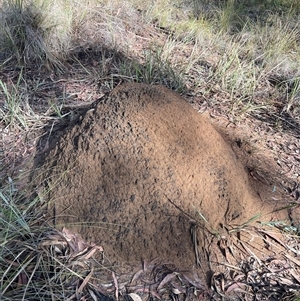 Nasutitermes exitiosus at Bruce, ACT - 7 Jun 2024