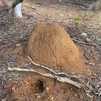 Nasutitermes exitiosus (Snouted termite, Gluegun termite) at Bruce, ACT - 7 Jun 2024 by AaronClausen