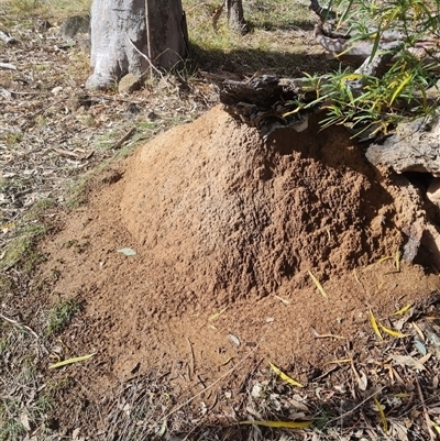 Nasutitermes exitiosus (Snouted termite, Gluegun termite) at Ainslie, ACT - 7 Jun 2024 by AaronClausen