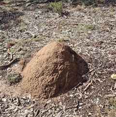 Nasutitermes exitiosus (Snouted termite, Gluegun termite) at Ainslie, ACT - 7 Jun 2024 by AaronClausen