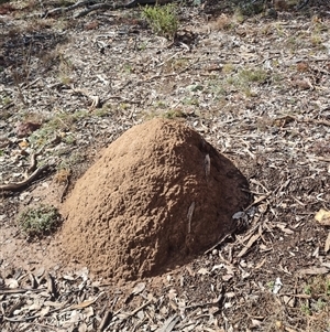 Nasutitermes exitiosus at Ainslie, ACT - 7 Jun 2024