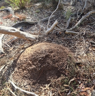 Nasutitermes exitiosus (Snouted termite, Gluegun termite) at Ainslie, ACT - 7 Jun 2024 by AaronClausen