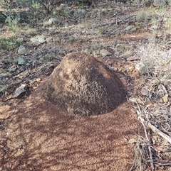 Nasutitermes exitiosus (Snouted termite, Gluegun termite) at Ainslie, ACT - 7 Jun 2024 by AaronClausen