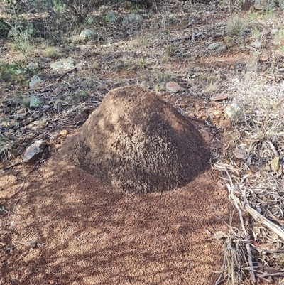 Nasutitermes exitiosus (Snouted termite, Gluegun termite) at Ainslie, ACT - 7 Jun 2024 by AaronClausen