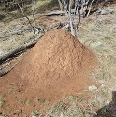 Nasutitermes exitiosus (Snouted termite, Gluegun termite) at Ainslie, ACT - 7 Jun 2024 by AaronClausen