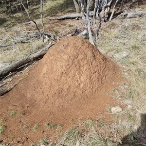 Nasutitermes exitiosus at Ainslie, ACT - 7 Jun 2024