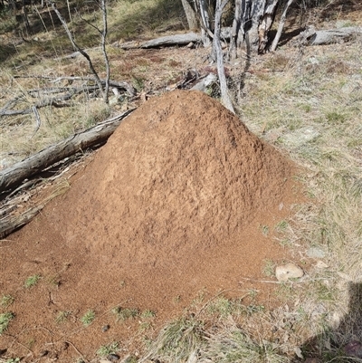 Nasutitermes exitiosus (Snouted termite, Gluegun termite) at Ainslie, ACT - 7 Jun 2024 by AaronClausen