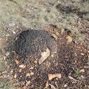 Nasutitermes exitiosus at Ainslie, ACT - 7 Jun 2024