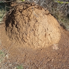 Nasutitermes exitiosus (Snouted termite, Gluegun termite) at Ainslie, ACT - 7 Jun 2024 by AaronClausen