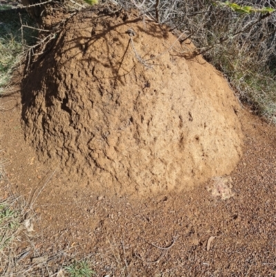 Nasutitermes exitiosus (Snouted termite, Gluegun termite) at Ainslie, ACT - 7 Jun 2024 by AaronClausen