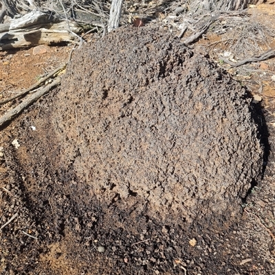 Nasutitermes exitiosus (Snouted termite, Gluegun termite) at Ainslie, ACT - 7 Jun 2024 by AaronClausen