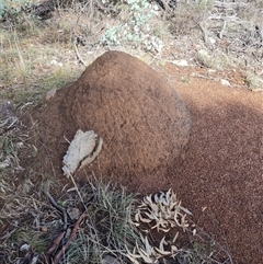 Nasutitermes exitiosus (Snouted termite, Gluegun termite) at Ainslie, ACT - 7 Jun 2024 by AaronClausen