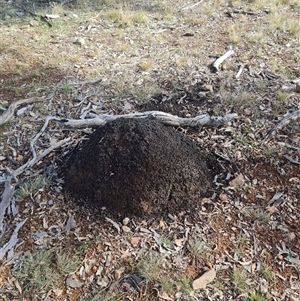 Nasutitermes exitiosus at Ainslie, ACT - 7 Jun 2024