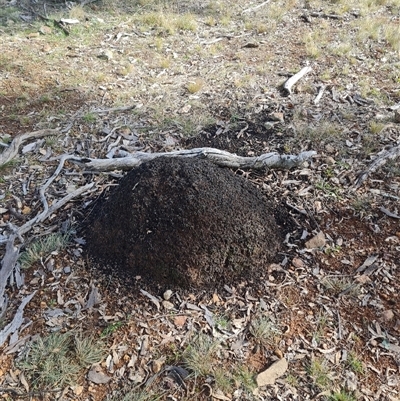 Nasutitermes exitiosus (Snouted termite, Gluegun termite) at Ainslie, ACT - 7 Jun 2024 by AaronClausen