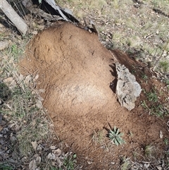 Nasutitermes exitiosus (Snouted termite, Gluegun termite) at Ainslie, ACT - 7 Jun 2024 by AaronClausen