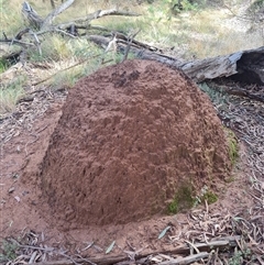 Nasutitermes exitiosus (Snouted termite, Gluegun termite) at Ainslie, ACT - 7 Jun 2024 by AaronClausen