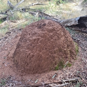 Nasutitermes exitiosus at Ainslie, ACT - 7 Jun 2024