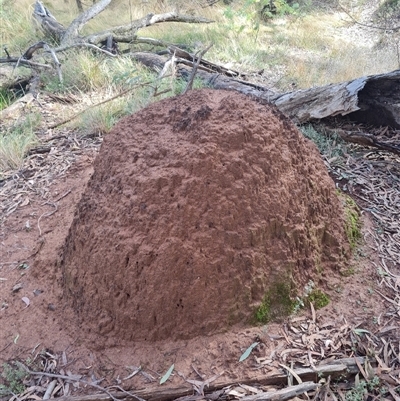 Nasutitermes exitiosus (Snouted termite, Gluegun termite) at Ainslie, ACT - 7 Jun 2024 by AaronClausen