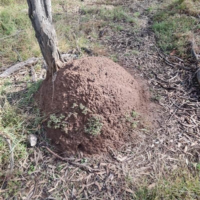 Nasutitermes exitiosus (Snouted termite, Gluegun termite) at Ainslie, ACT - 7 Jun 2024 by AaronClausen