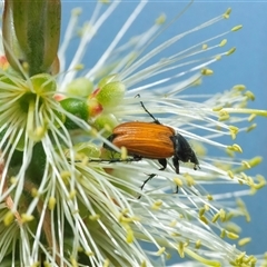 Phyllotocus rufipennis (Nectar scarab) at Googong, NSW - 9 Nov 2024 by WHall