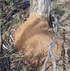 Nasutitermes exitiosus (Snouted termite, Gluegun termite) at Ainslie, ACT - 7 Jun 2024 by AaronClausen