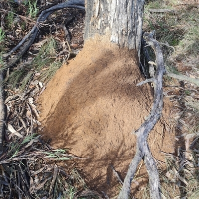 Nasutitermes exitiosus (Snouted termite, Gluegun termite) at Ainslie, ACT - 7 Jun 2024 by AaronClausen