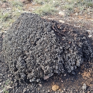 Nasutitermes exitiosus at Ainslie, ACT - suppressed