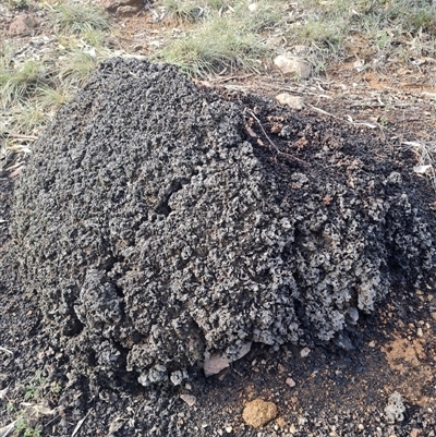 Nasutitermes exitiosus (Snouted termite, Gluegun termite) at Ainslie, ACT - 7 Jun 2024 by AaronClausen