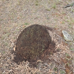 Nasutitermes exitiosus at Ainslie, ACT - 7 Jun 2024