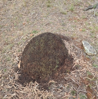 Nasutitermes exitiosus (Snouted termite, Gluegun termite) at Ainslie, ACT - 7 Jun 2024 by AaronClausen