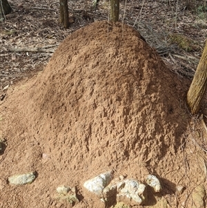 Nasutitermes exitiosus at Ainslie, ACT - suppressed