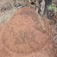 Nasutitermes exitiosus (Snouted termite, Gluegun termite) at Hackett, ACT - 7 Jun 2024 by AaronClausen